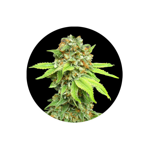 Cannabis Samen "Amnesia Haze" - Autoflower - 3 Stck.