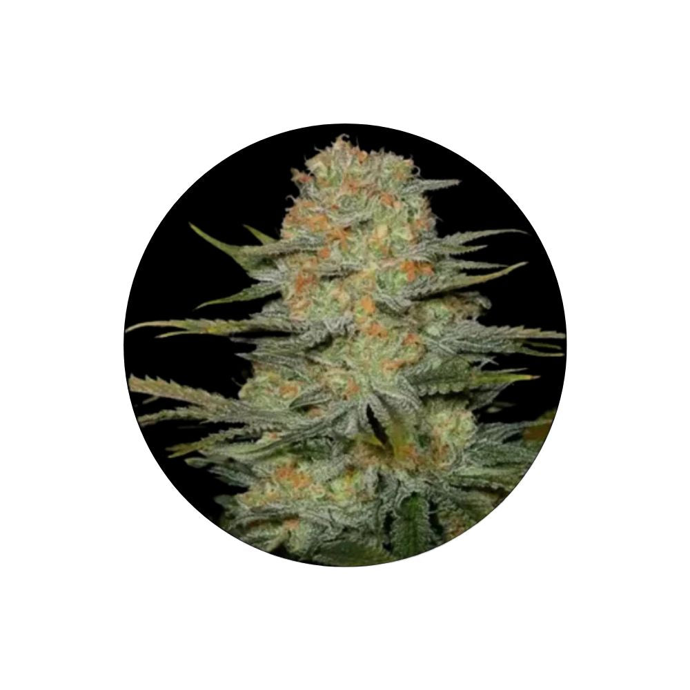Amnesia Haze - Cannabis Samen - Feminized - 3 Stck.