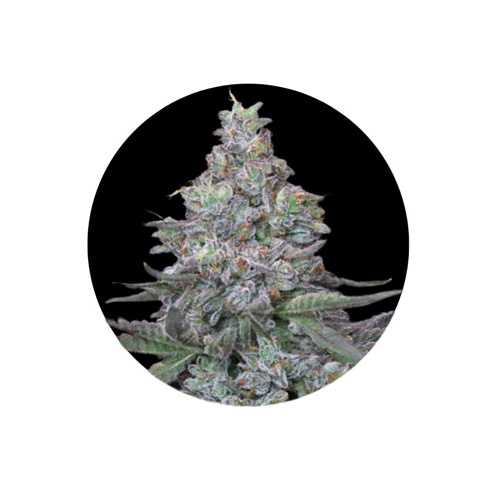Animal Mints - Cali Genetics - Feminized - 3 Stck.