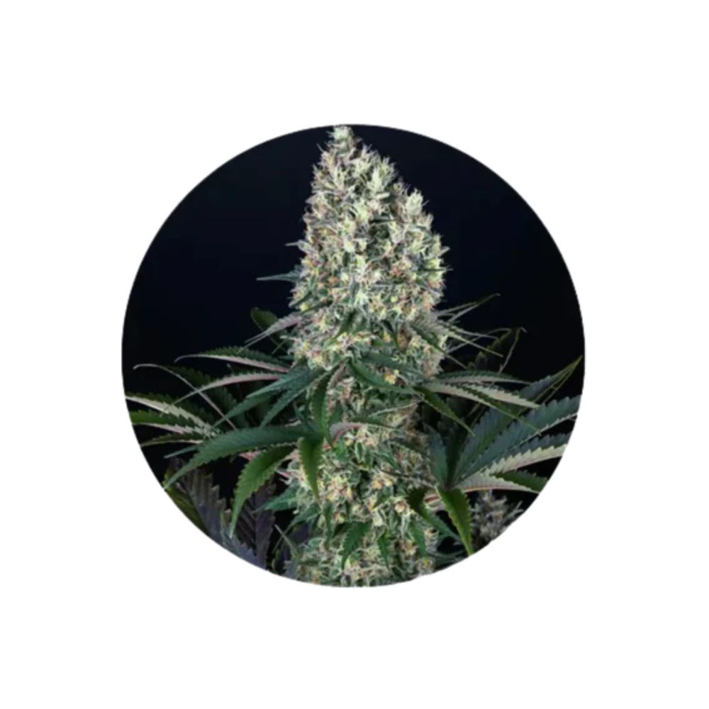 Blueberry - Cannabis Samen - Feminized - 3 Stck.