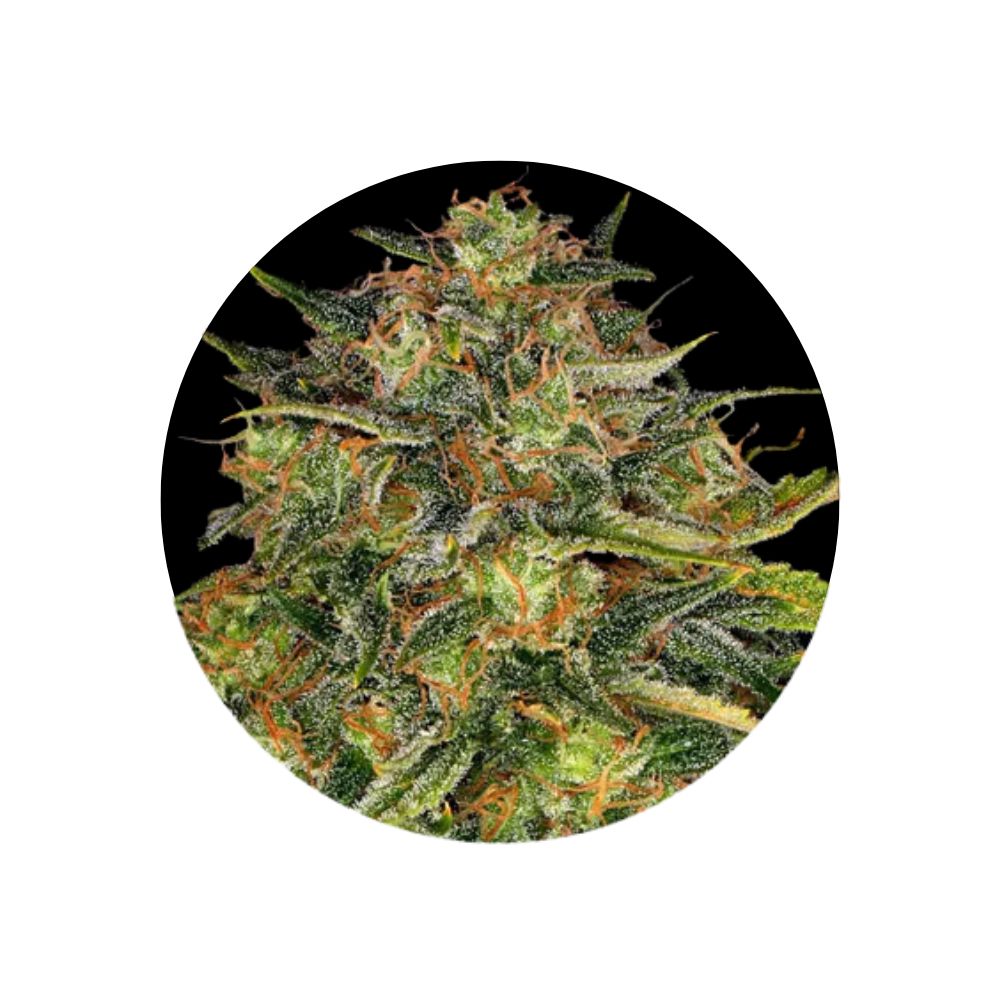 Cheese - Cannabis Samen - Feminized - 3 Stck.