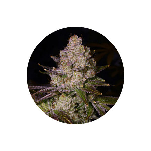 Cannabis Samen "Cherry Pie" - Autoflower - 3 Stck.