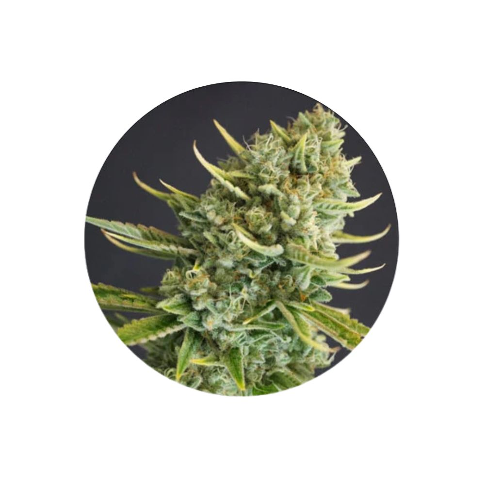 Clementine Kush - Cali Genetics - Feminized - 3 Stck.