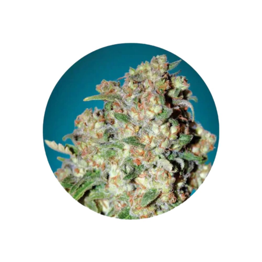 Cannabis Samen "Critical" - Feminized - 3 Stck.