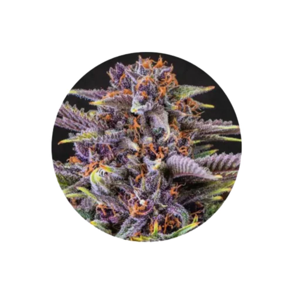 Forbidden Fruit - Cannabis Samen - Feminized - 3 Stck.