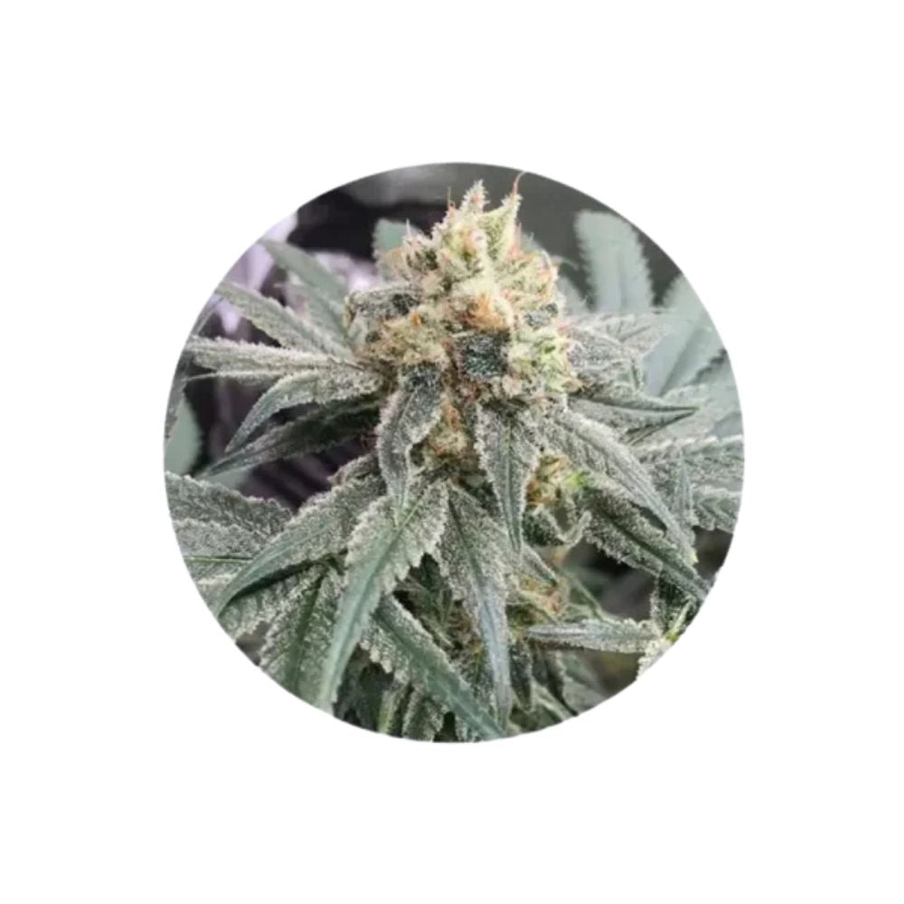 CBD Cannabissamen "Honey M" - feminized - 3 Stck.