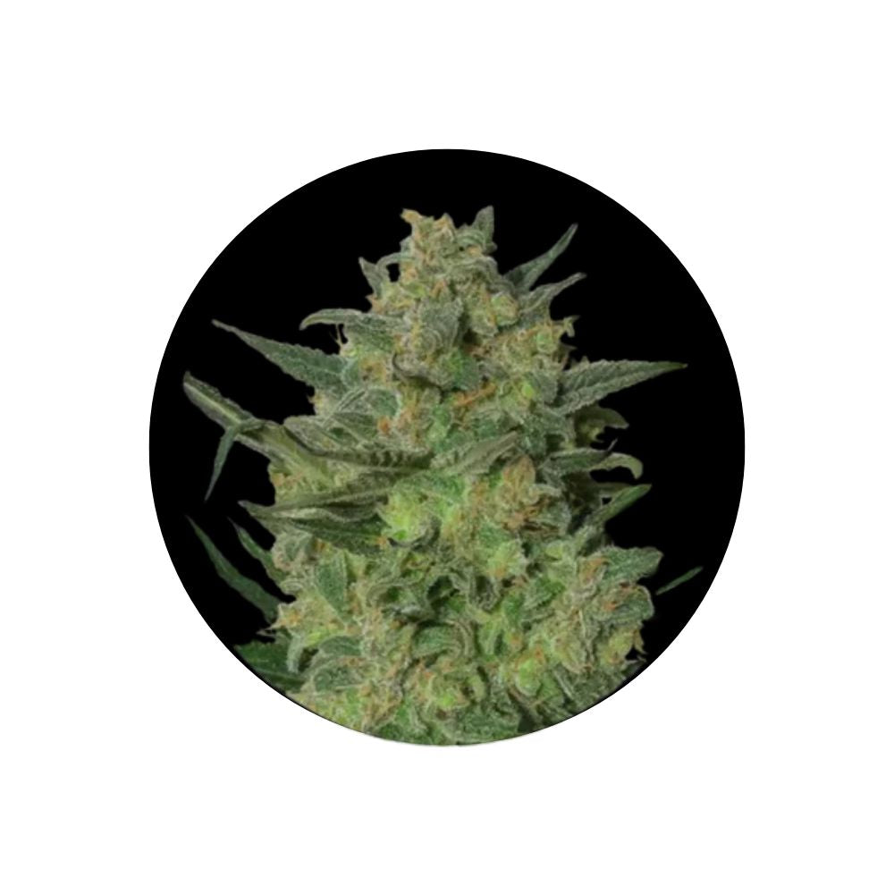 LSD - Cannabis Samen - Feminized - 3 Stck.