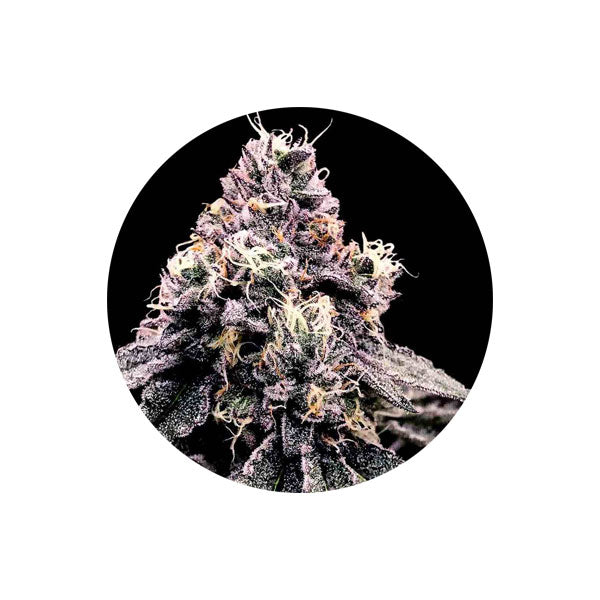 Cannabis Samen "Lemon Kush" - Autoflower - 3 Stck.