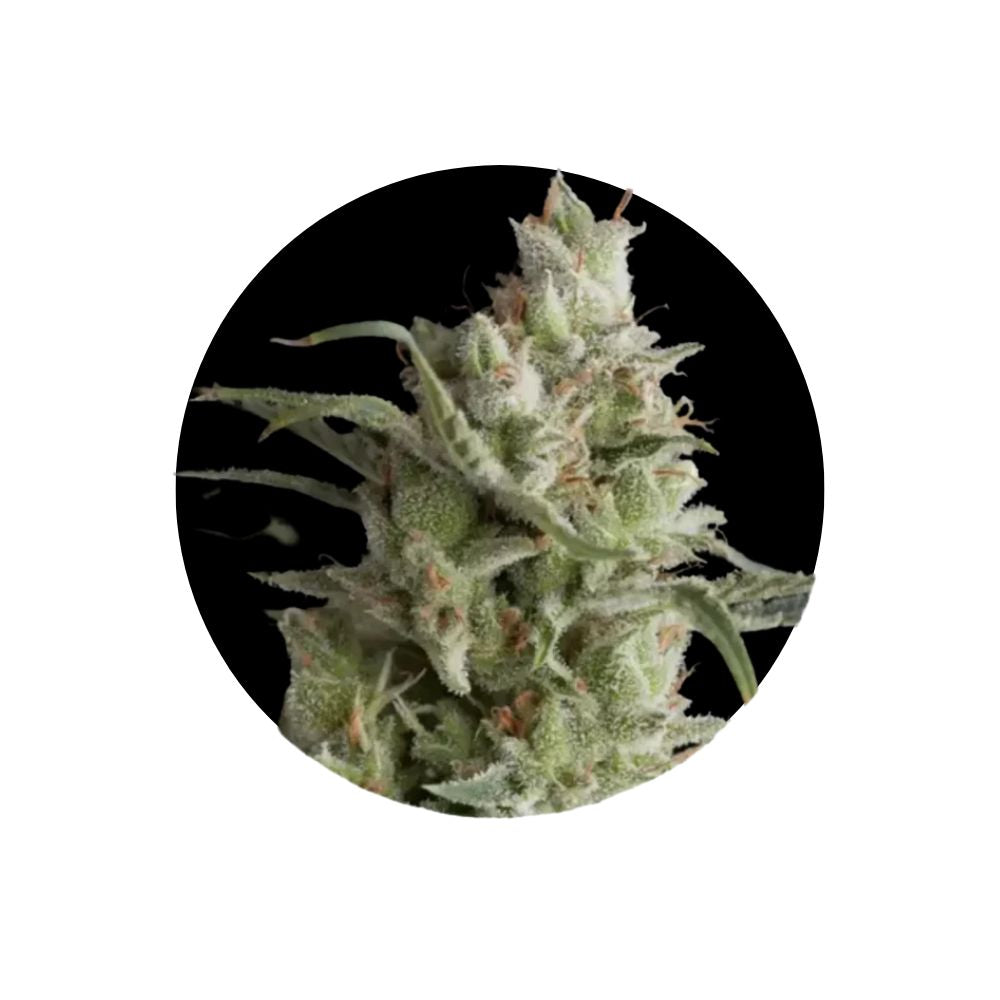 Cali Genetics "OG Kush" - Feminized - 3 Stck.