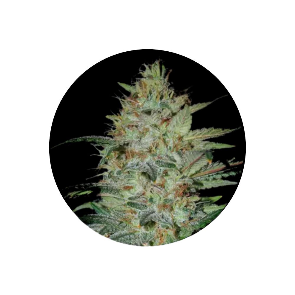 Sensi Star - Cannabis Samen - Feminized - 3 Stck.