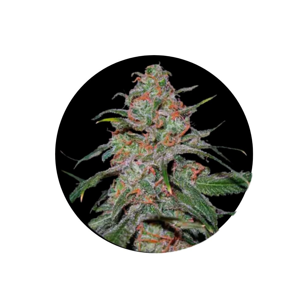 Super Lemon Haze - Cannabis Samen - Autoflower - 3 Stck.