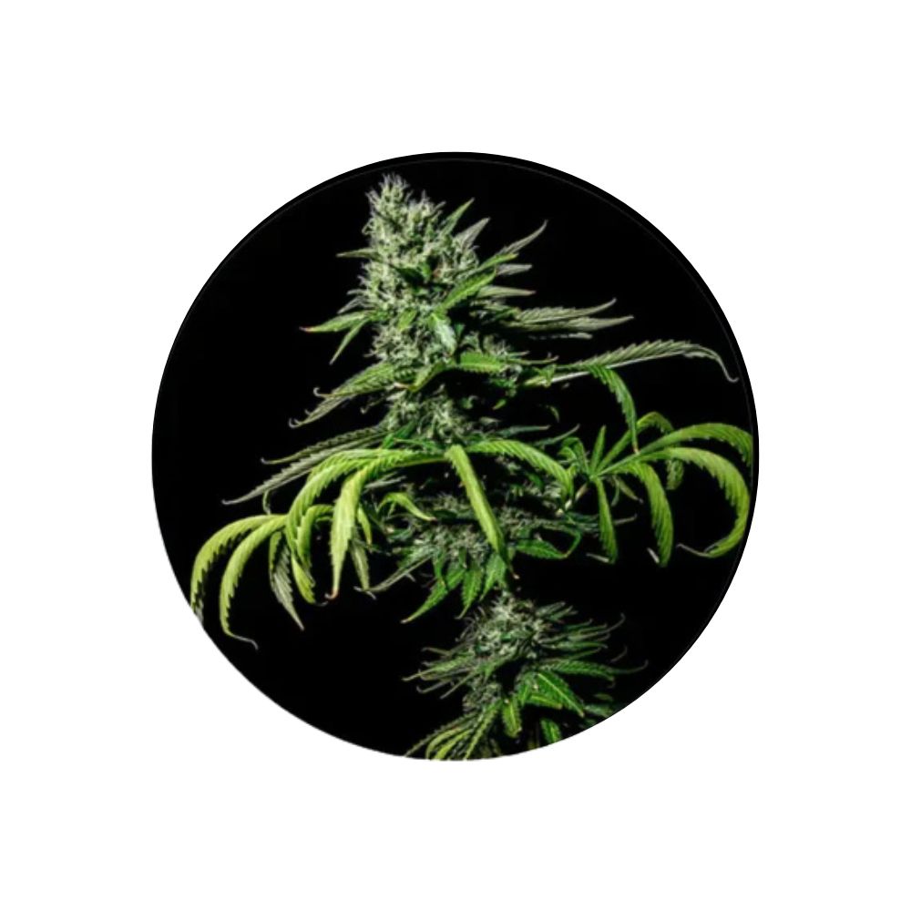 Tropicana Cookies - Cannabis Samen - Feminized - 3 Stck.