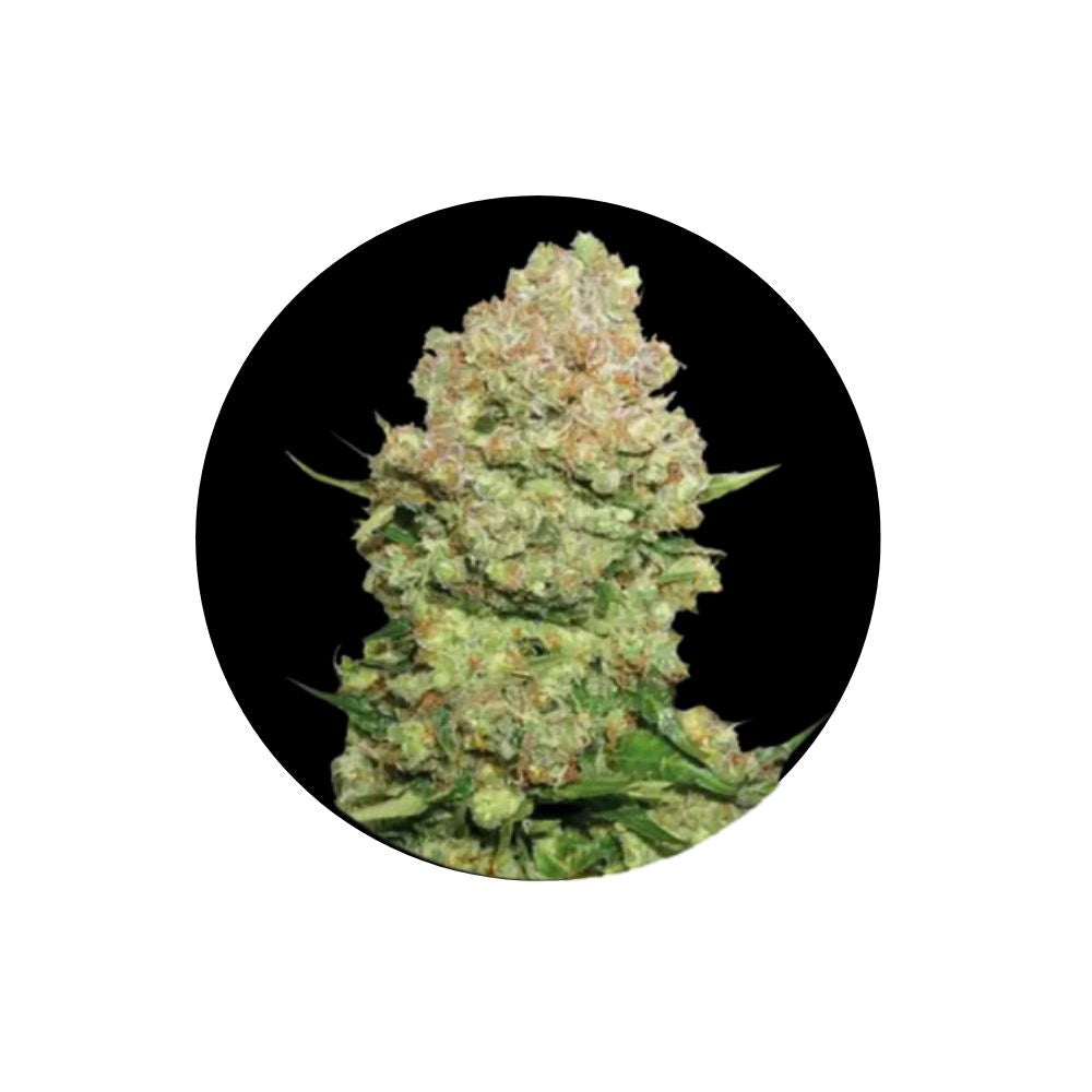 White Widow - Cannabis Samen - Autoflower - 3 Stck.