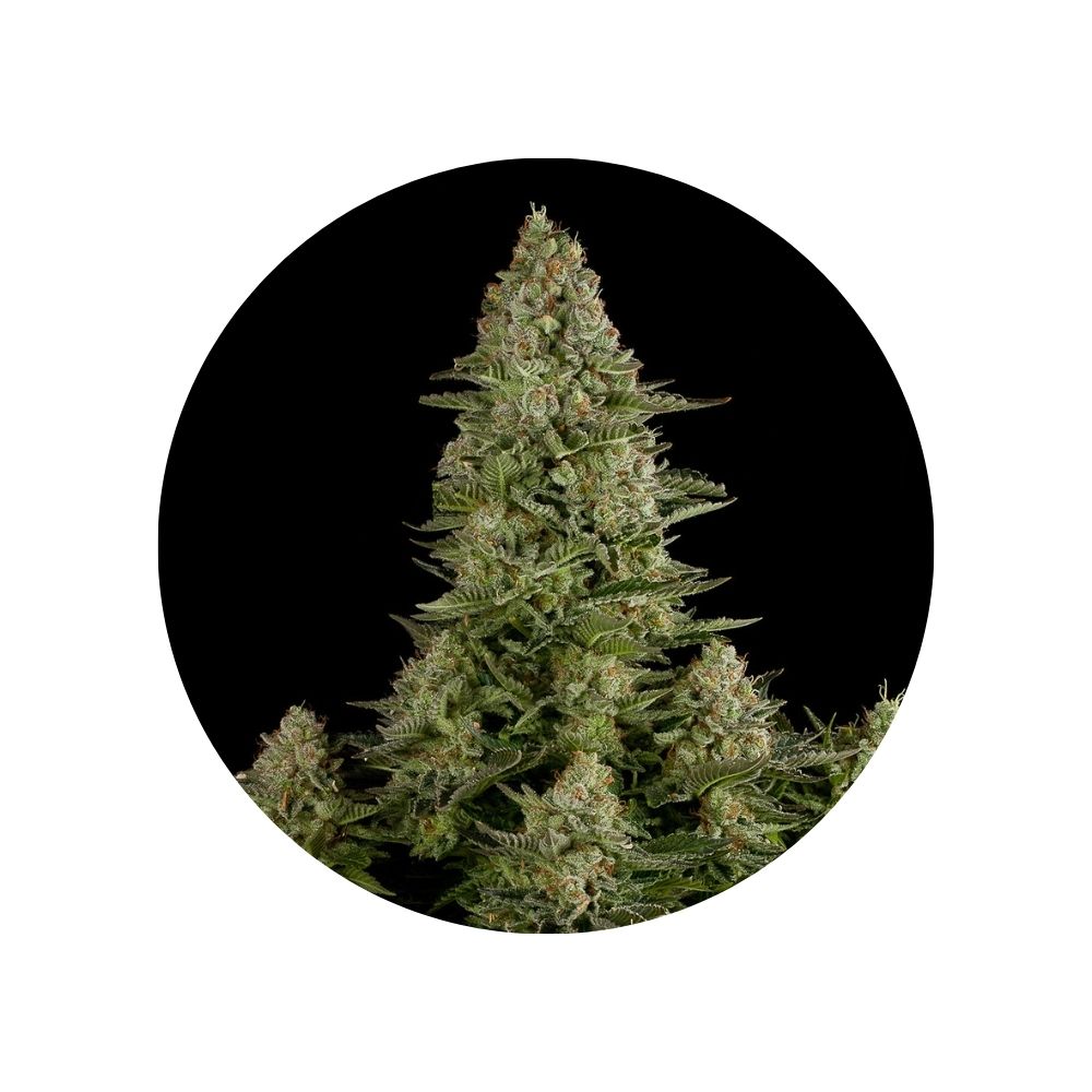 White Widow - CBD Hanfsamen - feminized - 3 Stck.