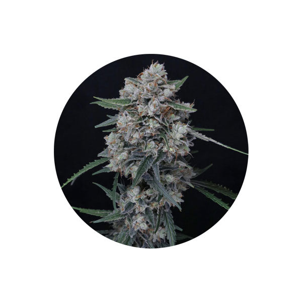 White Runtz - Cannabis Samen - Autoflower - 3 Stck.