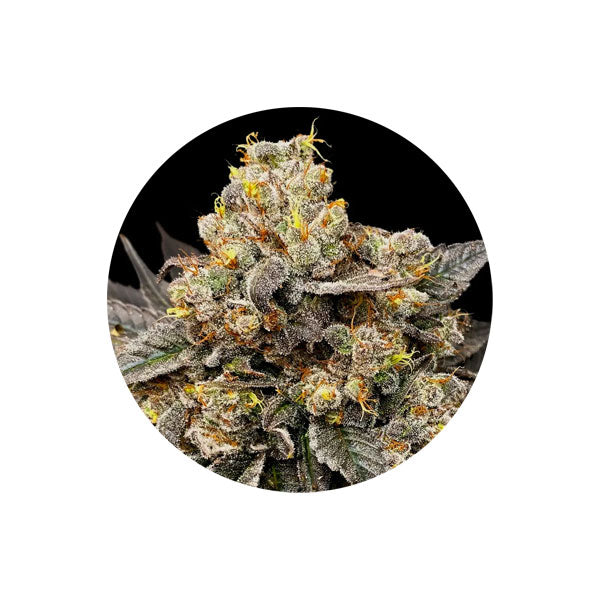 Zkittlez - Cannabis Samen - Autoflower - 3 Stck.