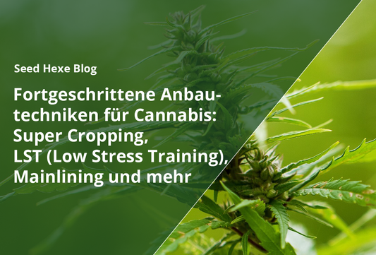 Fortgeschrittene Anbautechniken für Cannabis: Super Cropping, LST (Low Stress Training), Mainlining und mehr