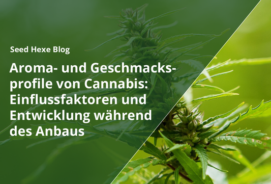 Aroma- und Geschmacksprofile von Cannabis: Einflussfaktoren und Entwicklung während des Anbaus