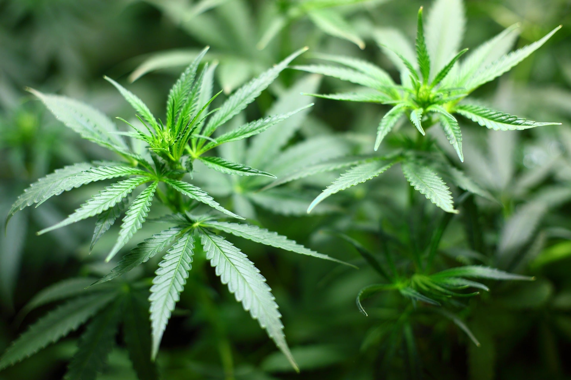 Cali Cannabis Samen