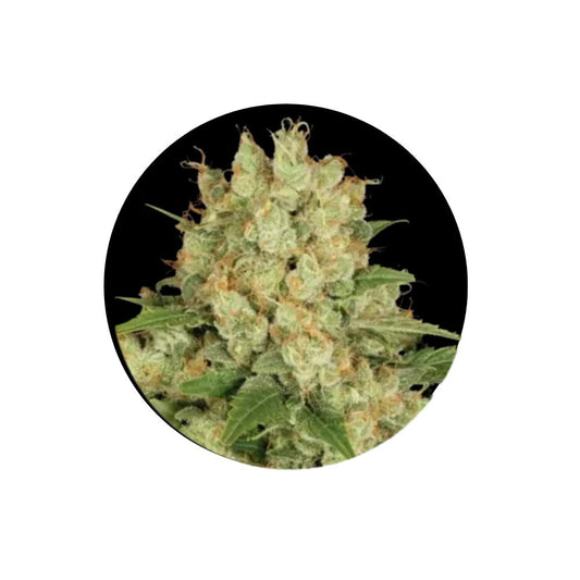 Cannabis Samen "AK47" - Autoflower - 3 Stck.