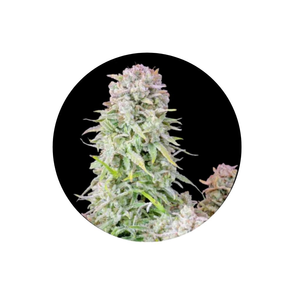 Afghan Kush - Cannabis/Hanfsamen - Autoflower - 3 Stck.