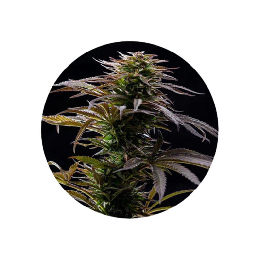 Cannabissamen "Alaskan Thuderfuck" - Feminized - 3 Stck.