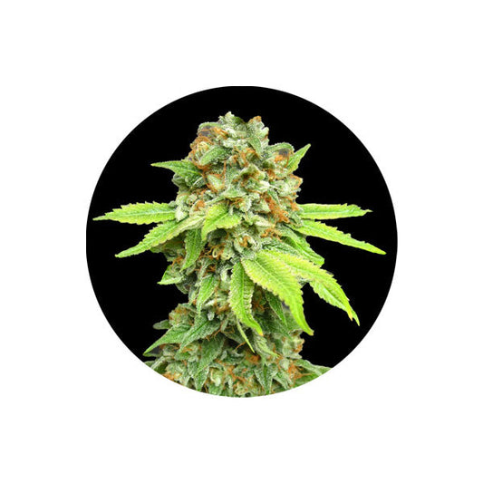 Cannabis Samen "Amnesia Haze" - Autoflower - 3 Stck.