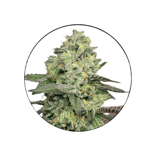 Cannabissamen "Animal Face" - Feminized - 3 Stck.