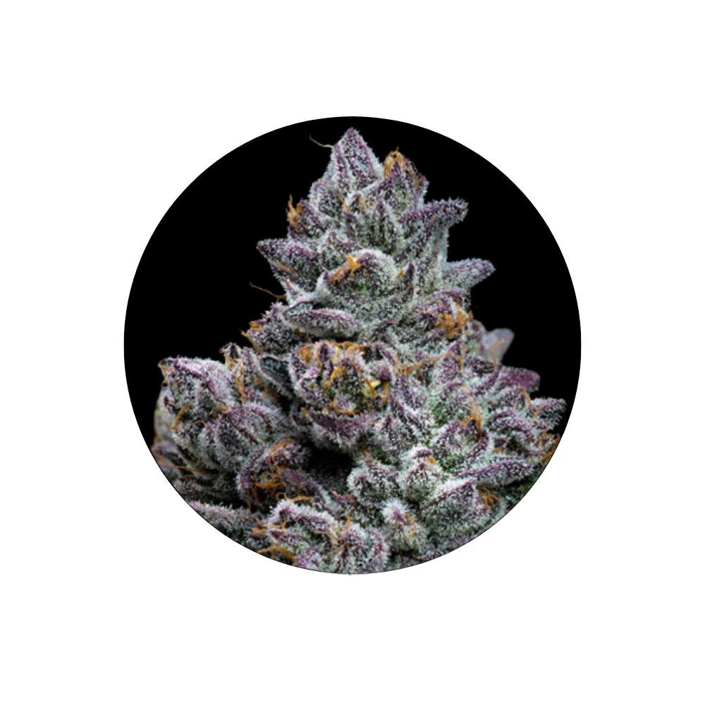 Apple Fritter - Cali Genetics - Feminized - 3 Stck.