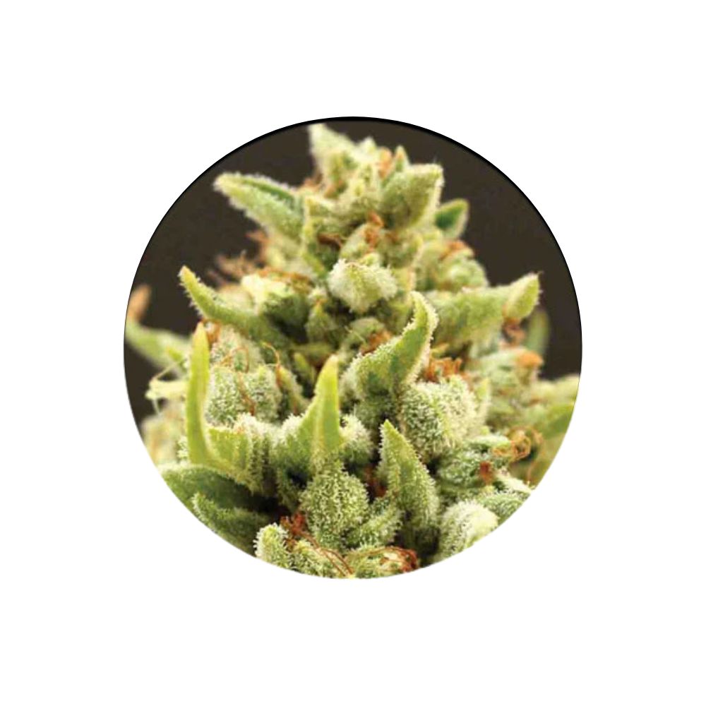 Cali Genetics "Banana Kush" - Feminized - 3 Stck.