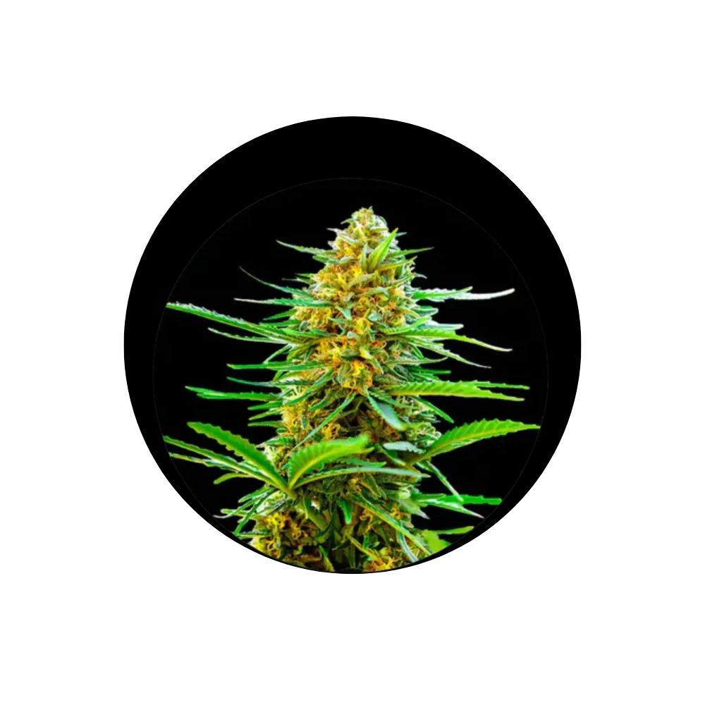 Cali Genetics "Banana Punch" - Autoflower - 3 Stck.