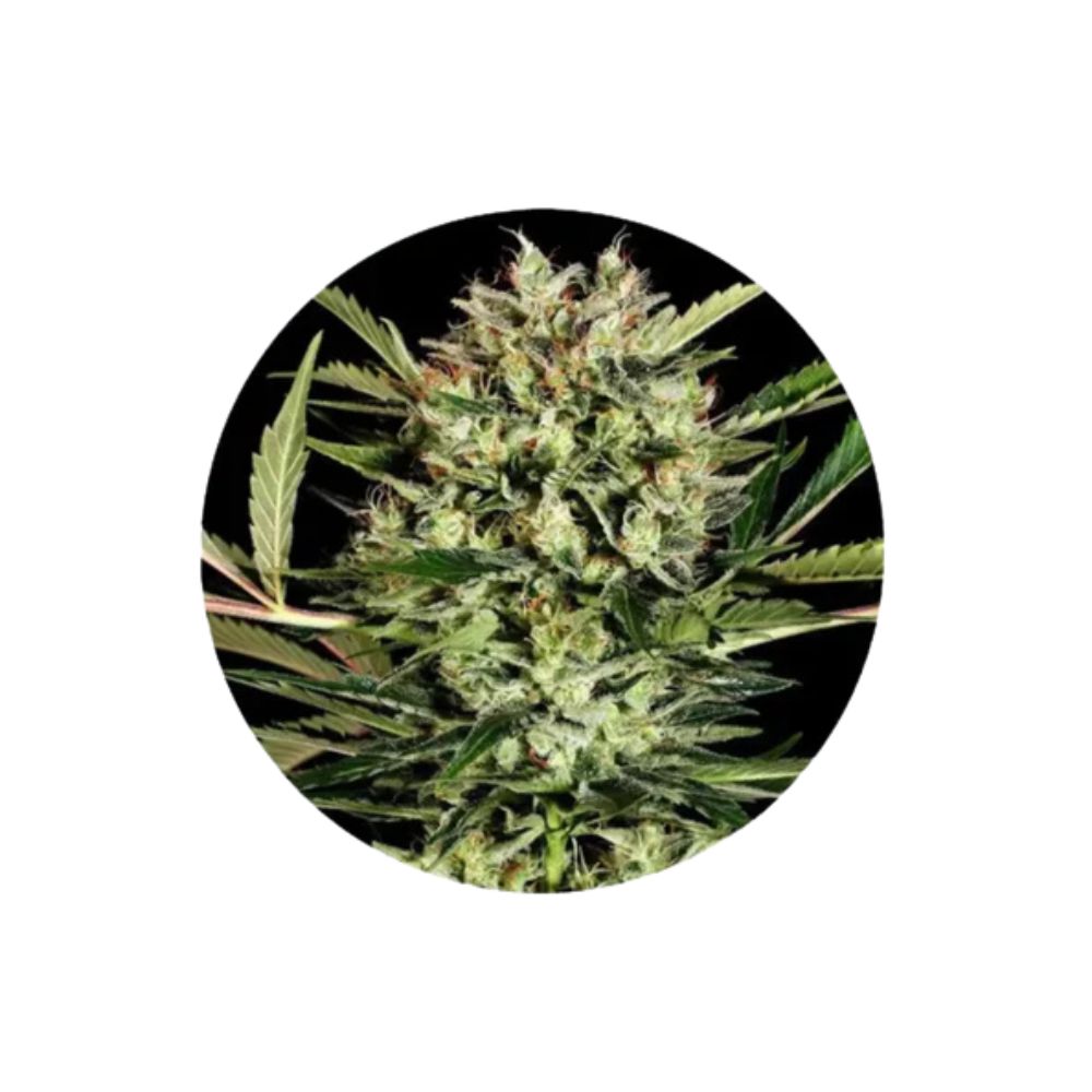 Cannabis Samen "Big Bud" - Autoflower - 3 Stck.