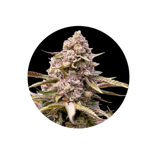 Cali Genetics "Biscotti" - Feminized - 3 Stck.