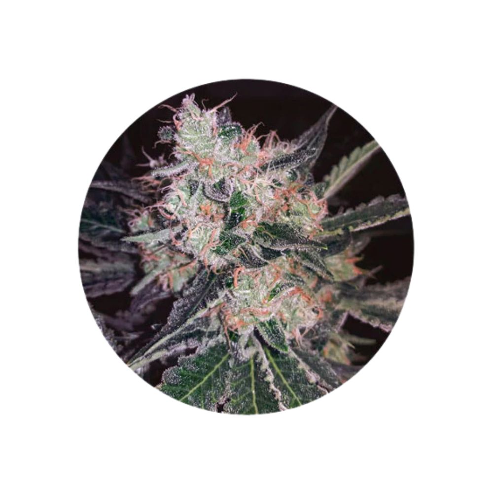 Cannabissamen "Black Widow" - Feminized - 3 Stck.