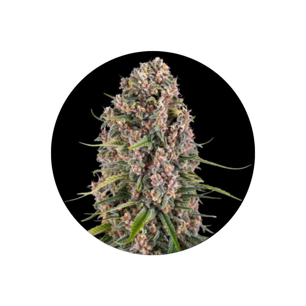 Blue Cheese - Cannabis Samen - Feminized - 3 Stck.