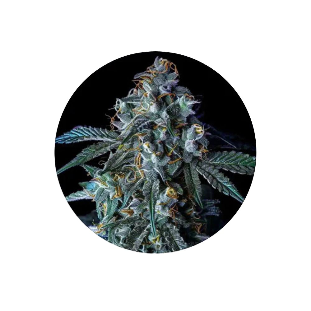 Blue Zushi - Cali Genetics - Feminized - 3 Stck.