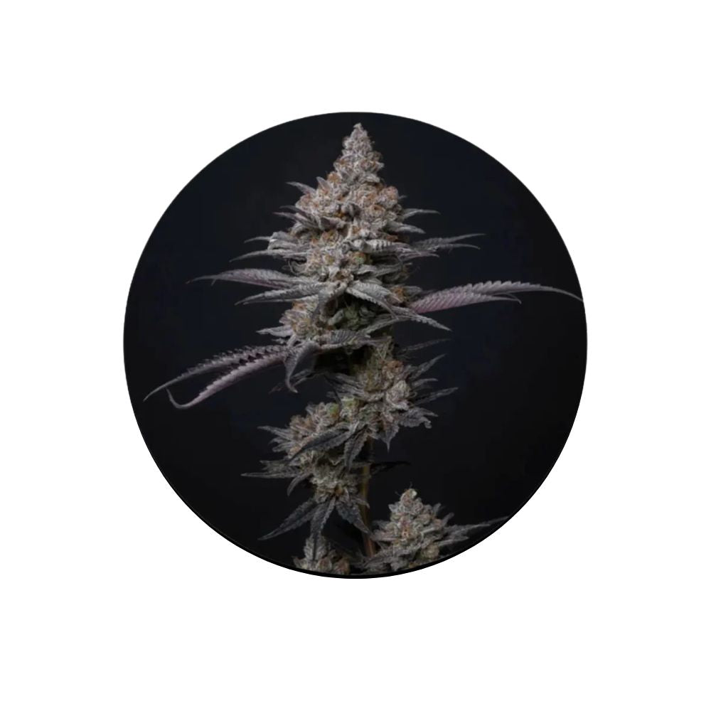 Cali Genetics "Blueberry Bubba" - Fast Flowering - 3 Stck.