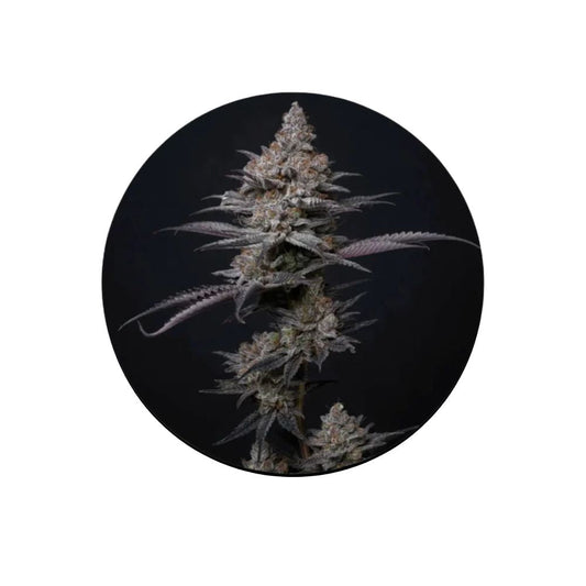 Cali Genetics "Blueberry Bubba" - Fast Flowering - 3 Stck.