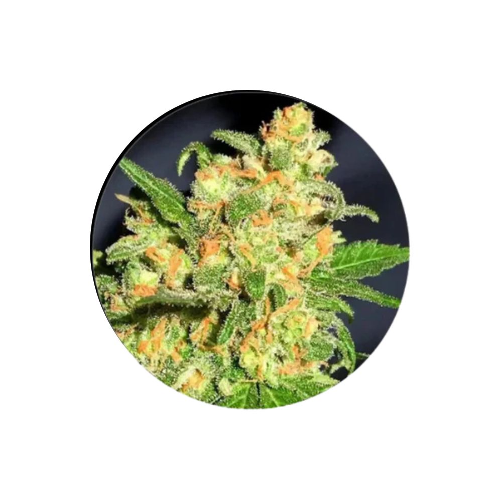 Cannabissamen "Bruce Banner" - Feminized - 3 Stck. (Monster Strain)