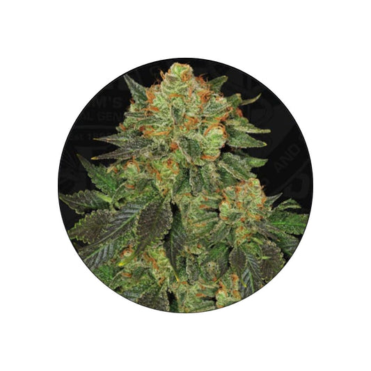 Cannabissamen "Bubblegum" - Feminized - 3 Stck.