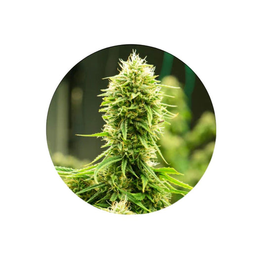 Cali Genetics "Candy Rain" - Feminized - 3 Stck.