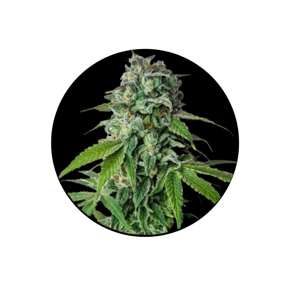 Cali Genetics "Cherry Pie" - Feminized - 3 Stck.