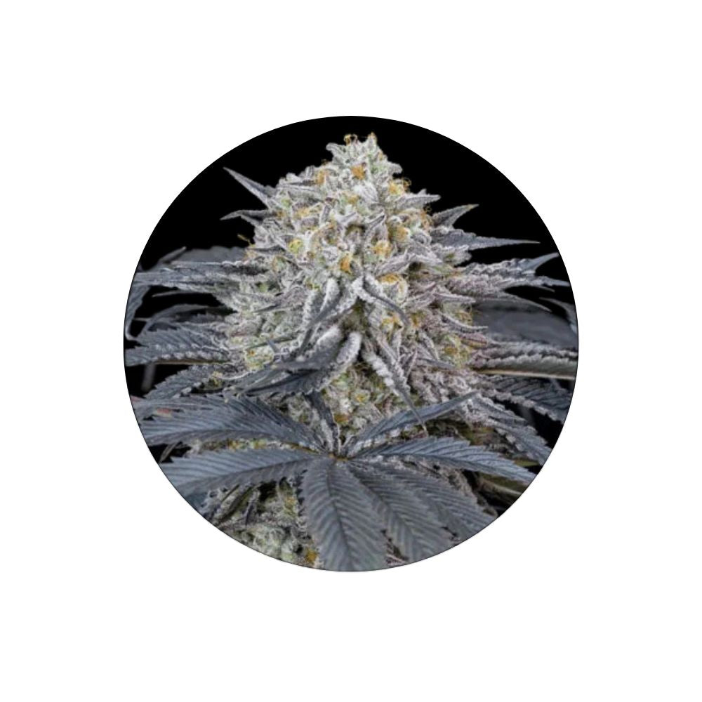 Cali Genetics "Cherry Runtz" - Feminized - 3 Stck.