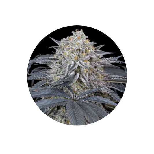 Cali Genetics "Cherry Runtz" - Feminized - 3 Stck.