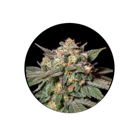 Cali Genetics "Choclate Mint OG" - Autoflower - 3 Stck.