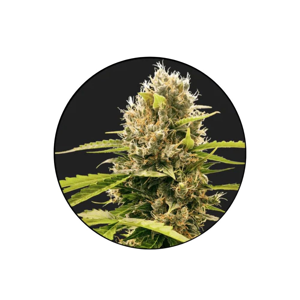 HYBRID - Cream Mandarine - Cannabis Samen - Autoflower - 3 Stck.