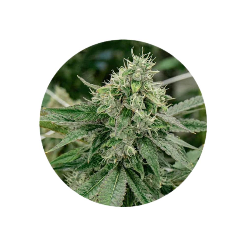 Cannabissamen "Crescendo" - Feminized - 3 Stck.