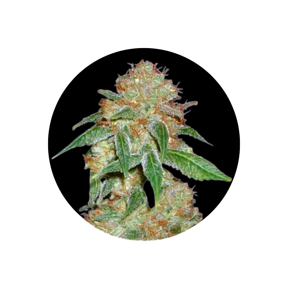 Dark Domina - Cannabis Samen - Feminized - 3 Stck.