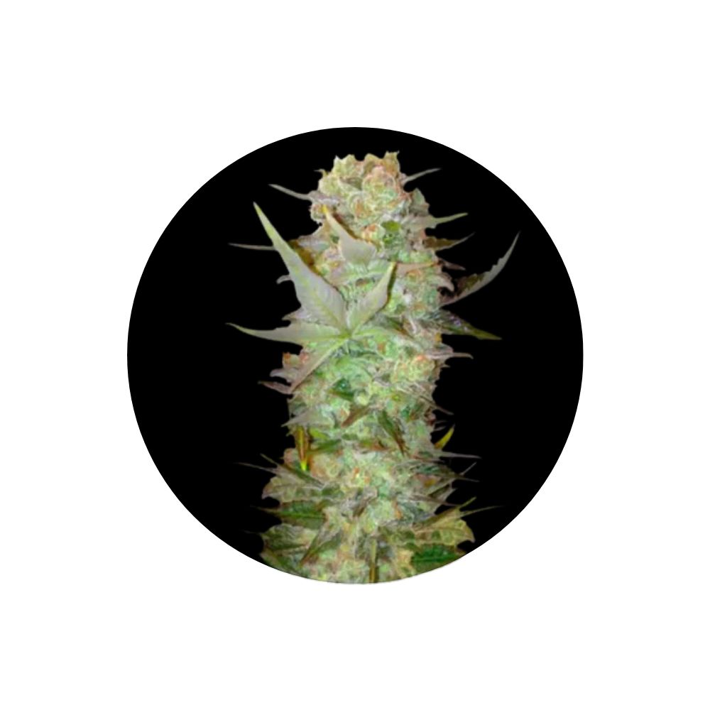 Durban Poison - Cannabis Samen - Autoflower - 3 Stck.