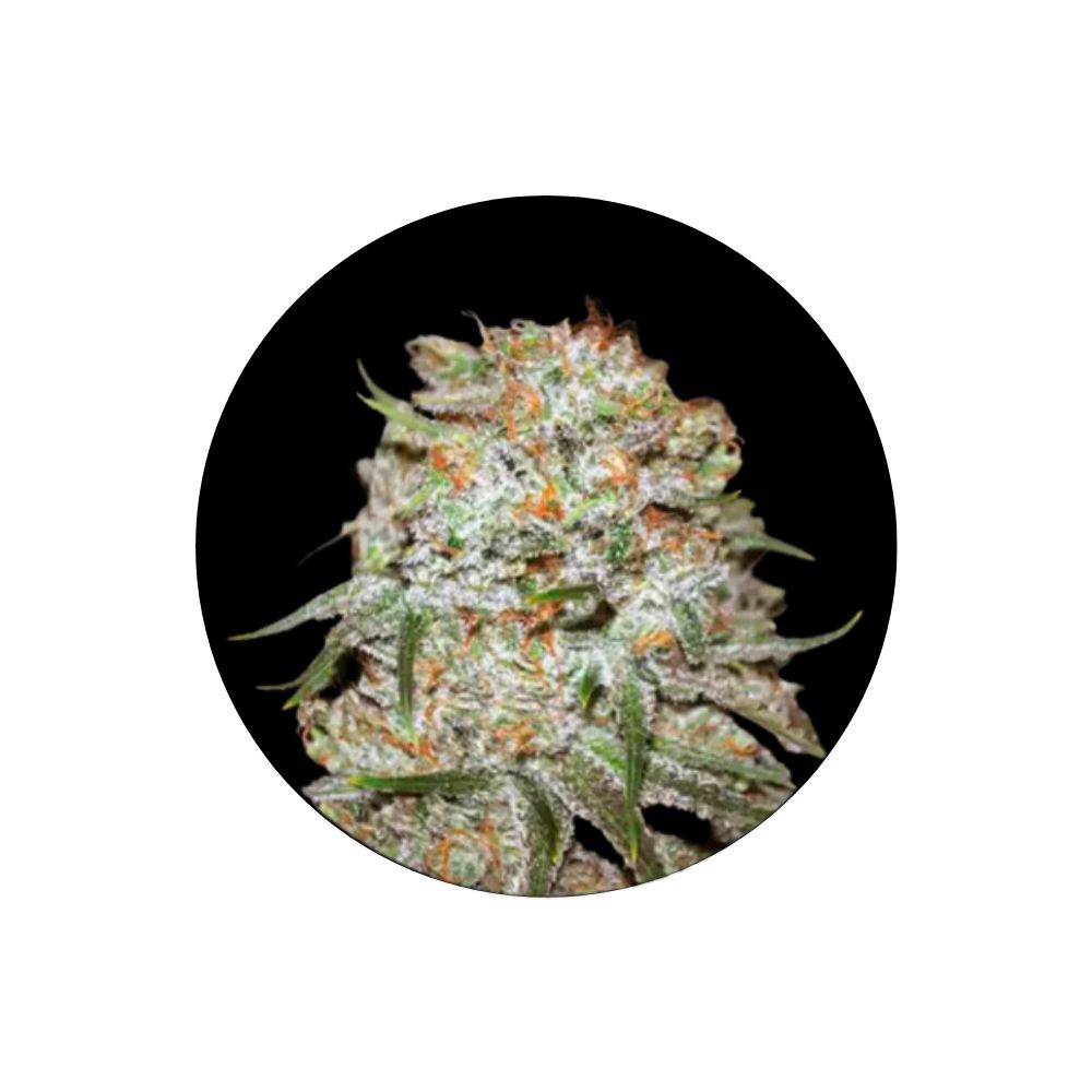 Easy Rider - Cannabis Samen - Autoflower - 3 Stck.